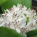 Massonia jasminiflora