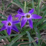 Ipheion uniflorum ‘Froyle Mill’