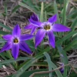 Ipheion uniflorum &lsquo;Froyle Mill&rsquo;