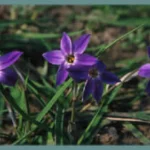 Ipheion uniflorum ‘Froyle Mill’ — brodiaea