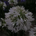 Agapanthus praecox ‘Albiflorus’