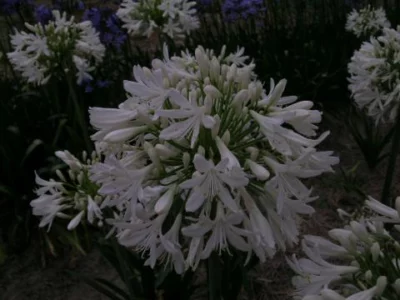 Agapanthus praecox ‘Albiflorus’