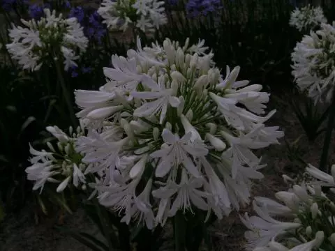 Agapanthus praecox ‘Albiflorus’