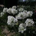 Agapanthus praecox ‘Albiflorus’ — Agapanthe