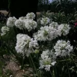 Agapanthus praecox ‘Albiflorus’ — Agapanthe