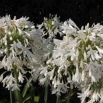 Agapanthus praecox ‘Albiflorus’ — Agapanthus