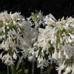 Agapanthus praecox ‘Albiflorus’ — Agapanthus