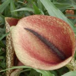 Dracunculus muscivorus