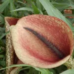 Dracunculus muscivorus