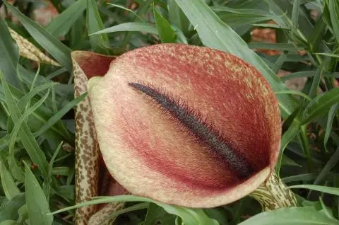 Dracunculus muscivorus