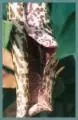 Dracunculus muscivorus — arum