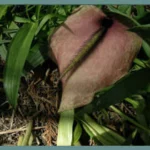 Dracunculus muscivorus — crinitum