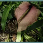 Dracunculus muscivorus — crinitum