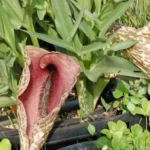 Dracunculus muscivorus — Dracunculus