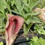 Dracunculus muscivorus — Dracunculus