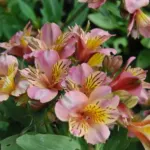 Alstrœmeria hybride jardin (Rose)