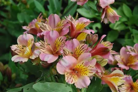 Alstrœmeria hybride jardin (Rose)