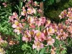 Alstrœmeria hybride jardin (Rose) — lis  des Incas