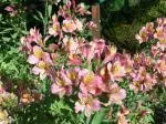 Alstrœmeria hybride jardin (Rose) — lis des Incas