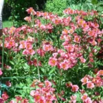 Alstrœmeria hybride jardin (Rose) — Alstrœmeria