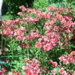 Alstrœmeria hybride jardin (Rose) — Alstrœmeria