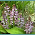 Lachenalia pustulata