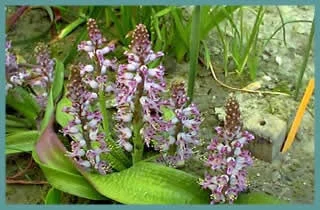 Lachenalia pustulata