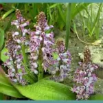 Lachenalia pustulata
