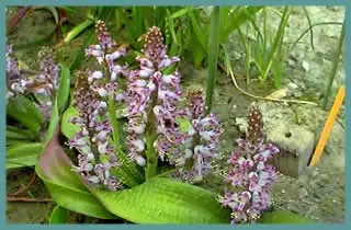 Lachenalia pustulata