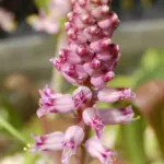 Lachenalia pustulata — Lachenalia