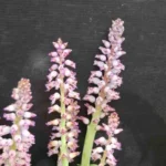 Lachenalia pustulata — pustulata