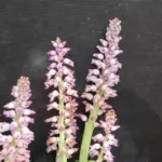 Lachenalia pustulata — pustulata