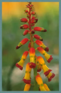 Lachenalia aloides ‘Quadricolor’