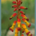 Lachenalia aloides ‘Quadricolor’