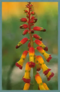 Lachenalia aloides &lsquo;Quadricolor&rsquo;