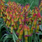 Lachenalia aloides ‘Quadricolor’ — Lachenalia