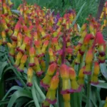 Lachenalia aloides ‘Quadricolor’ — Lachenalia