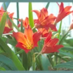 Cyrtanthus sanguineus — Gastronema