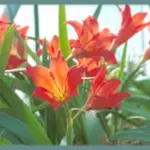 Cyrtanthus sanguineus — Gastronema