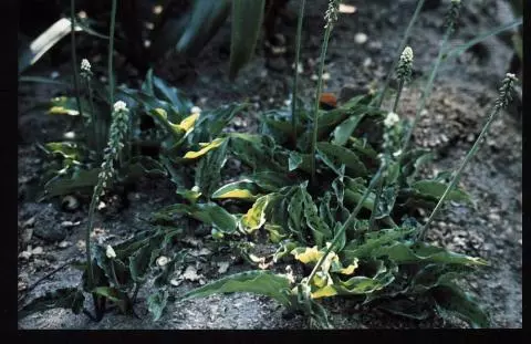 Drimiopsis maculata