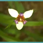 Neomarica candida