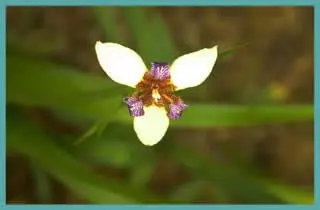 Neomarica candida