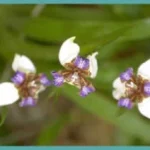 Neomarica candida — iris