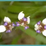 Neomarica candida — iris