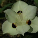 Dietes bicolor /100