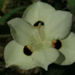 Dietes bicolor /100 — photo 6