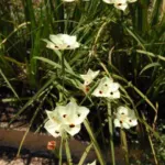 Dietes bicolor /100 — photo 7