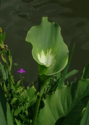 Zantedeschia aethiopica Green Godess