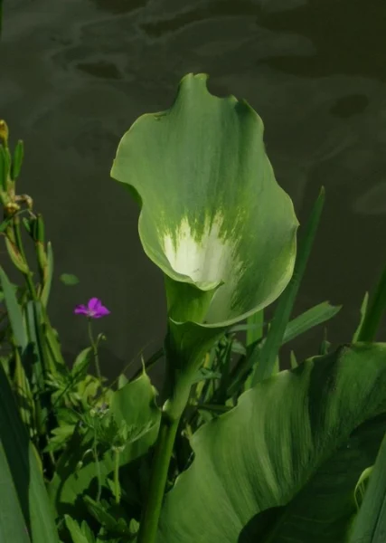 Zantedeschia aethiopica Green Godess