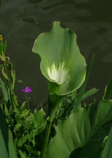 Zantedeschia aethiopica Green Godess